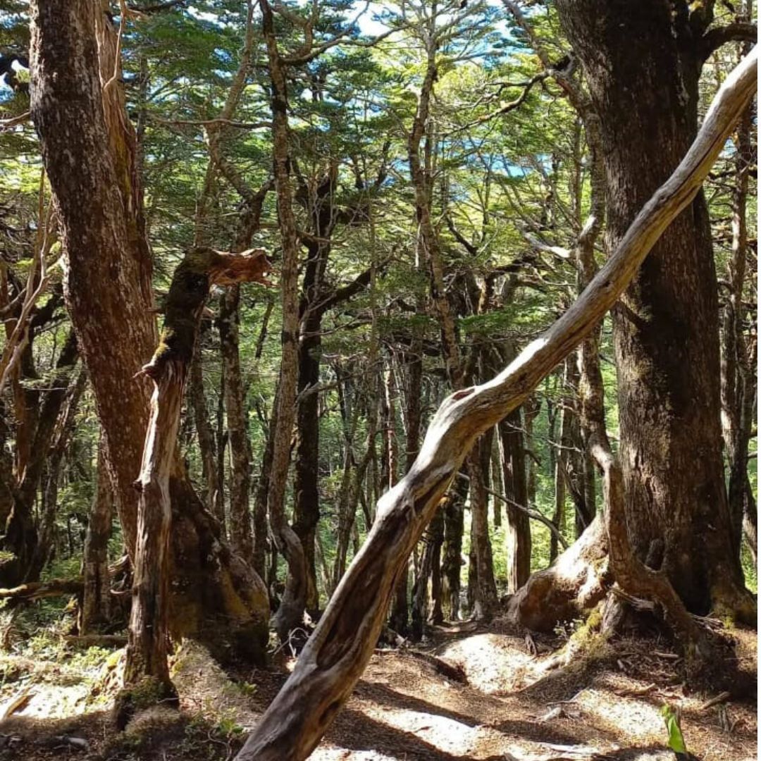 PUERTO AYSEN - Terreno Cumbre Cerro Cordon - Imagen 2